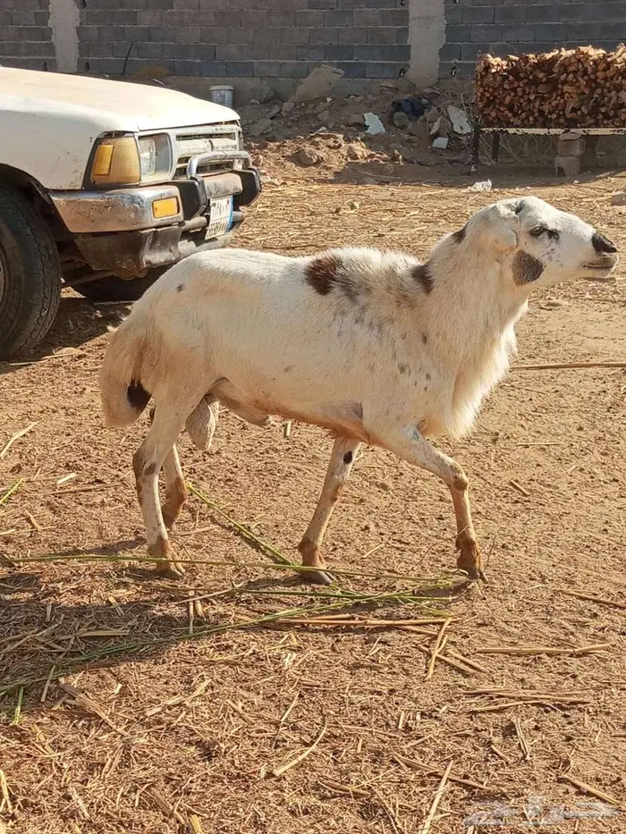 فحل بلدي فاخر 1