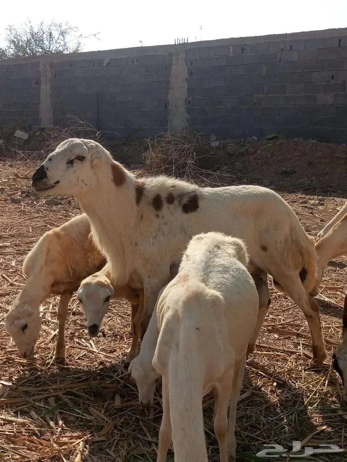 فحل بلدي فاخر 3