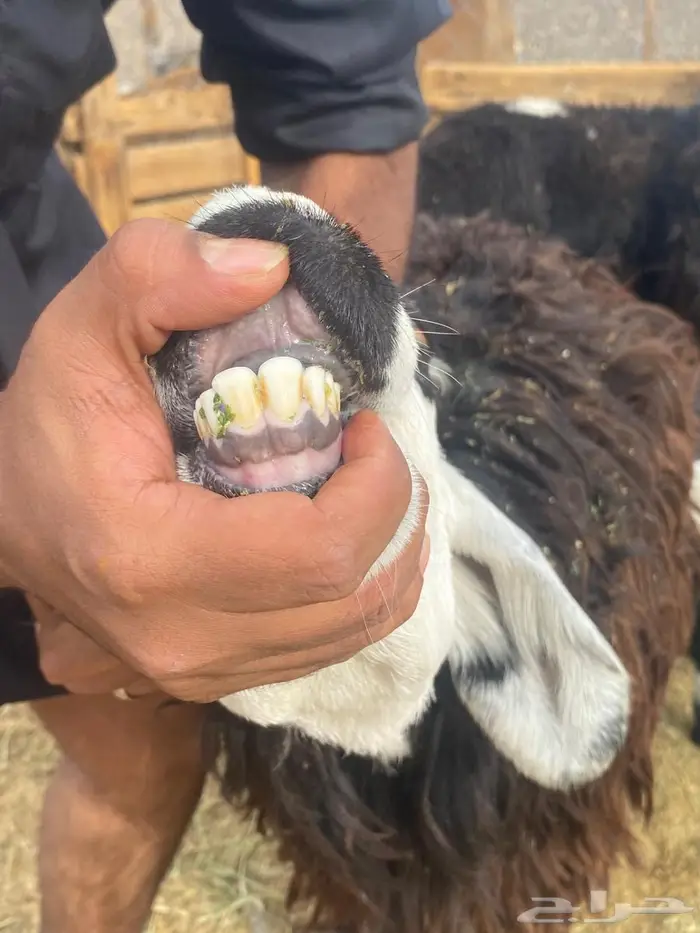 ضان نجد ولد صغار سن روم وديوس سلم وصحه شرط 1