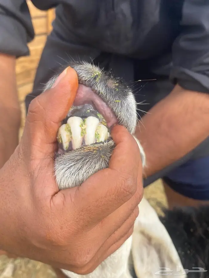 ضان نجد ولد صغار سن روم وديوس سلم وصحه شرط 0