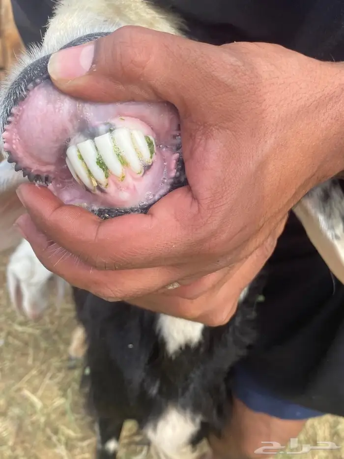 ضان نجد ولد صغار سن روم وديوس سلم وصحه شرط 2