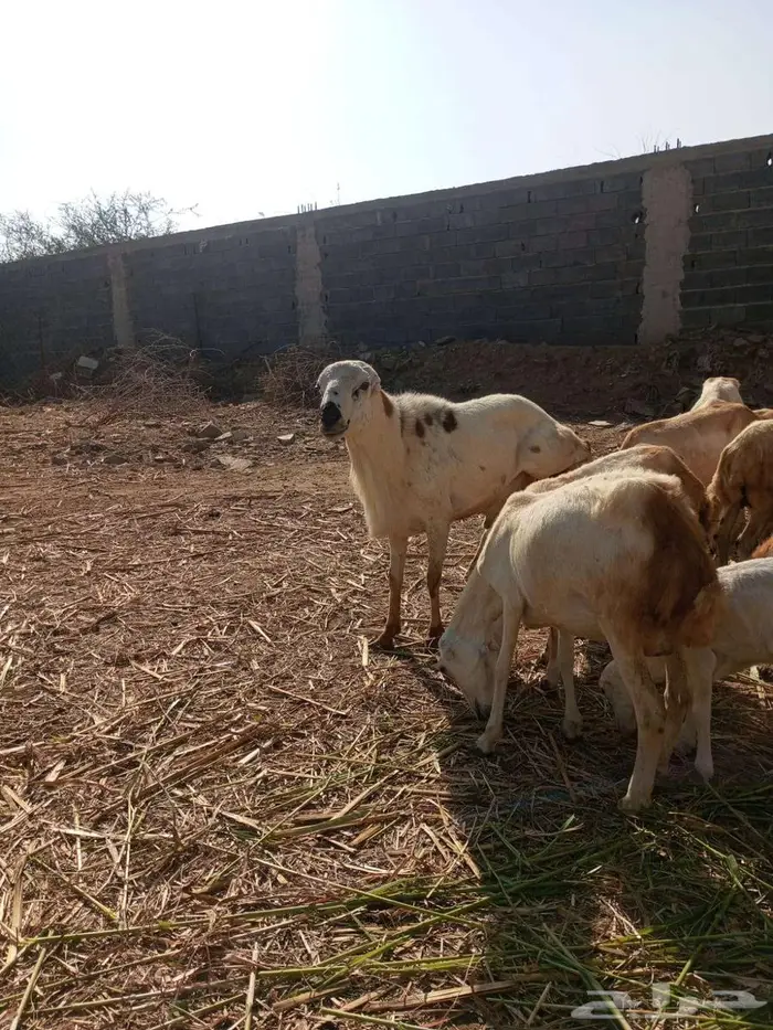 فحل بلدي فاخر 5