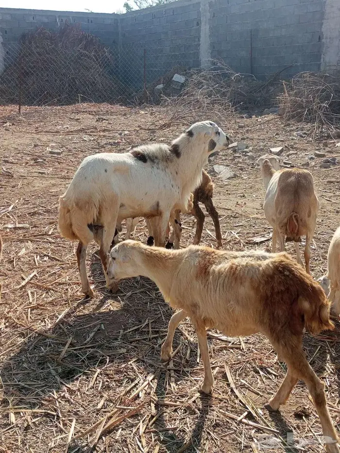 فحل بلدي فاخر 4