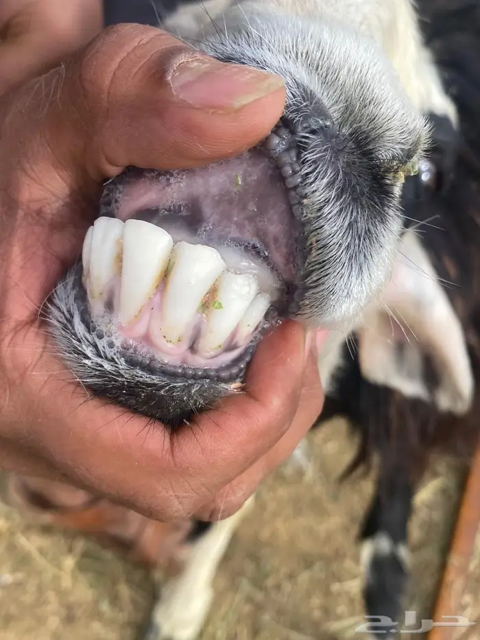 ضان نجد ولد صغار سن روم وديوس سلم وصحه شرط 3