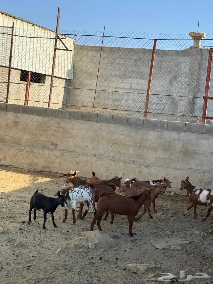 للبيع تيوس جذعان 0