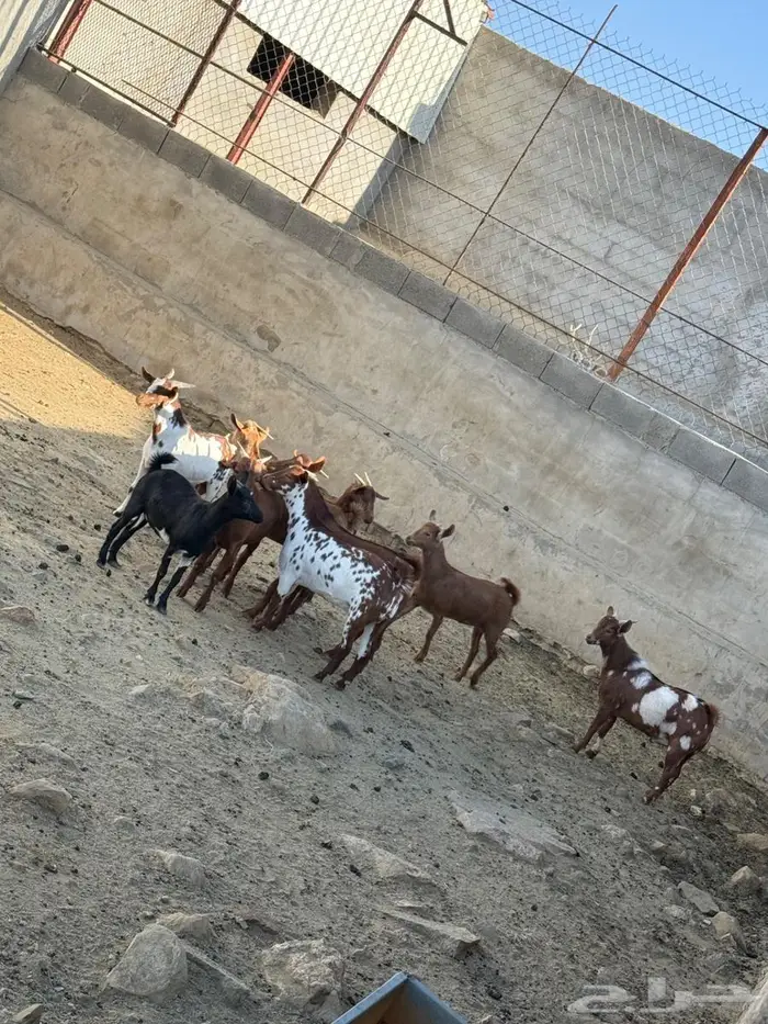 للبيع تيوس جذعان 1