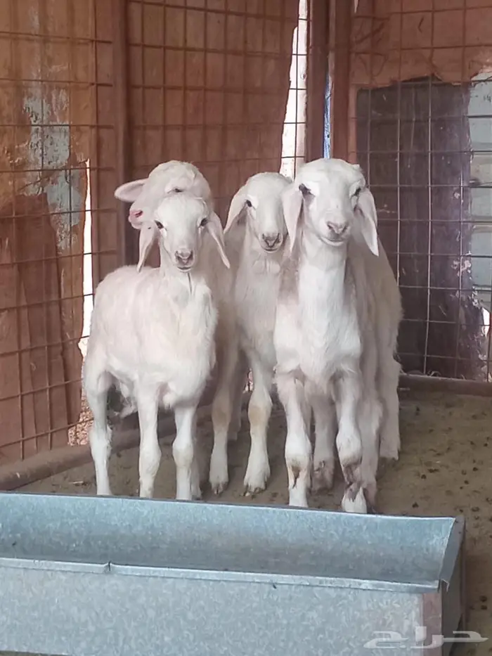 خرفان نظيفات سمان من حلالنا 0