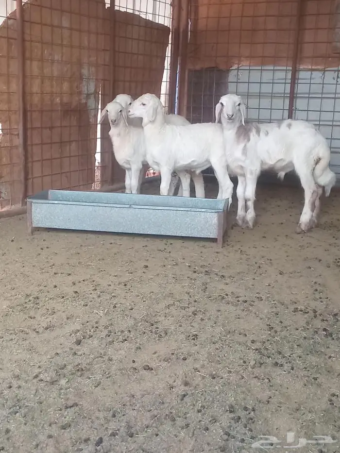 خرفان نظيفات سمان من حلالنا 1