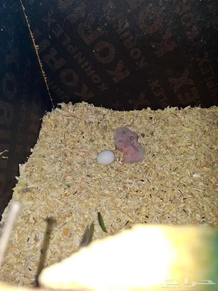 فروخ كايك للبيع 1