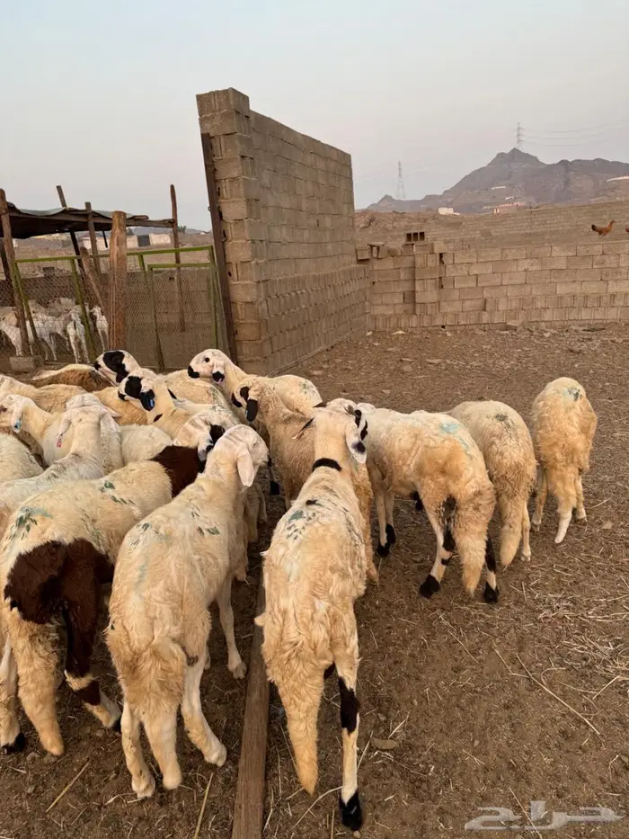 سواكني طليان 0