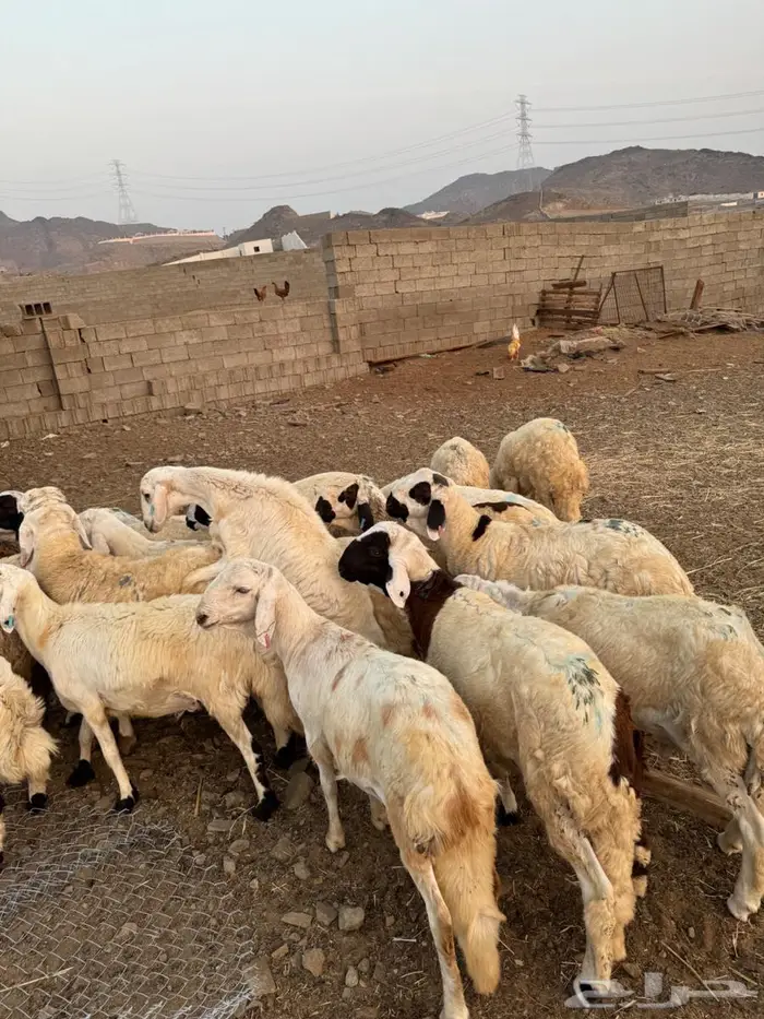 سواكني طليان 1