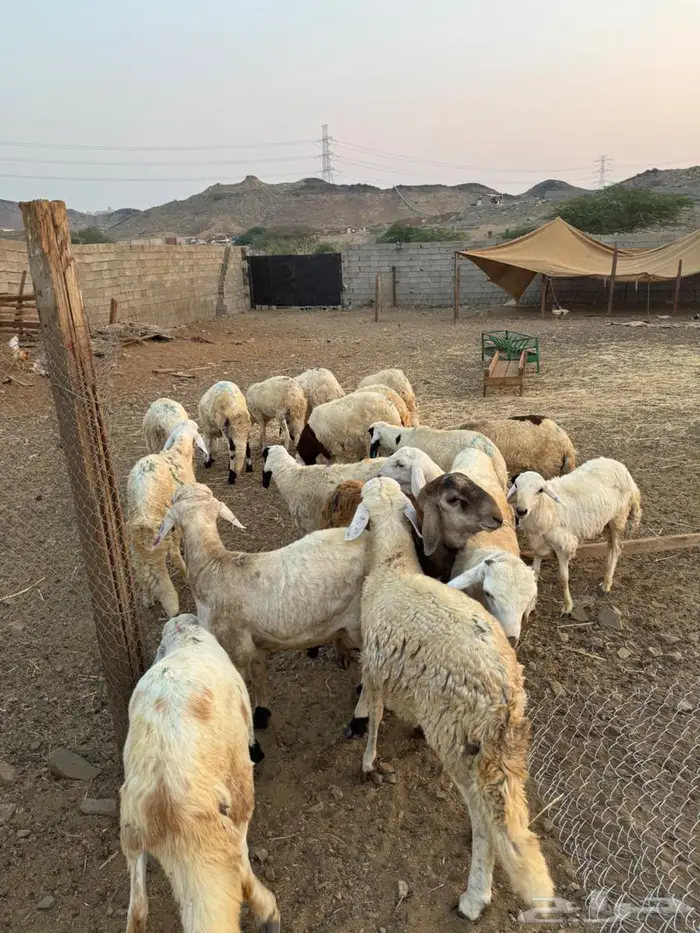 سواكني طليان 2