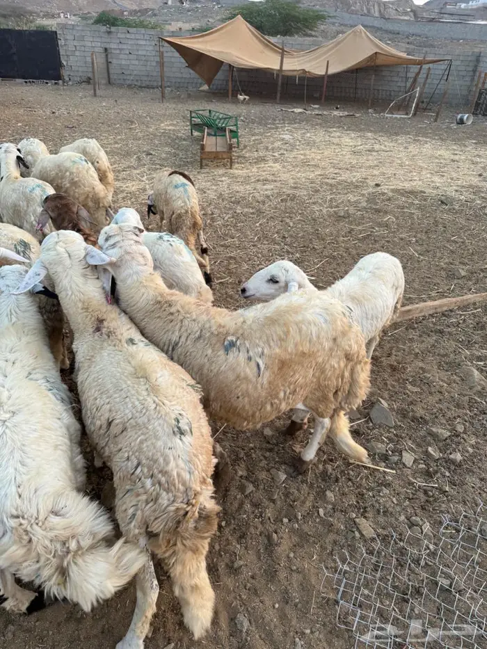 سواكني طليان 3