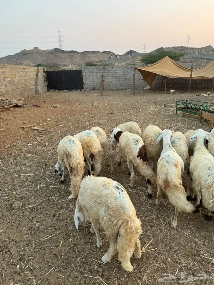 سواكني طليان 4