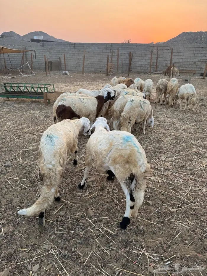 سواكني طليان 5