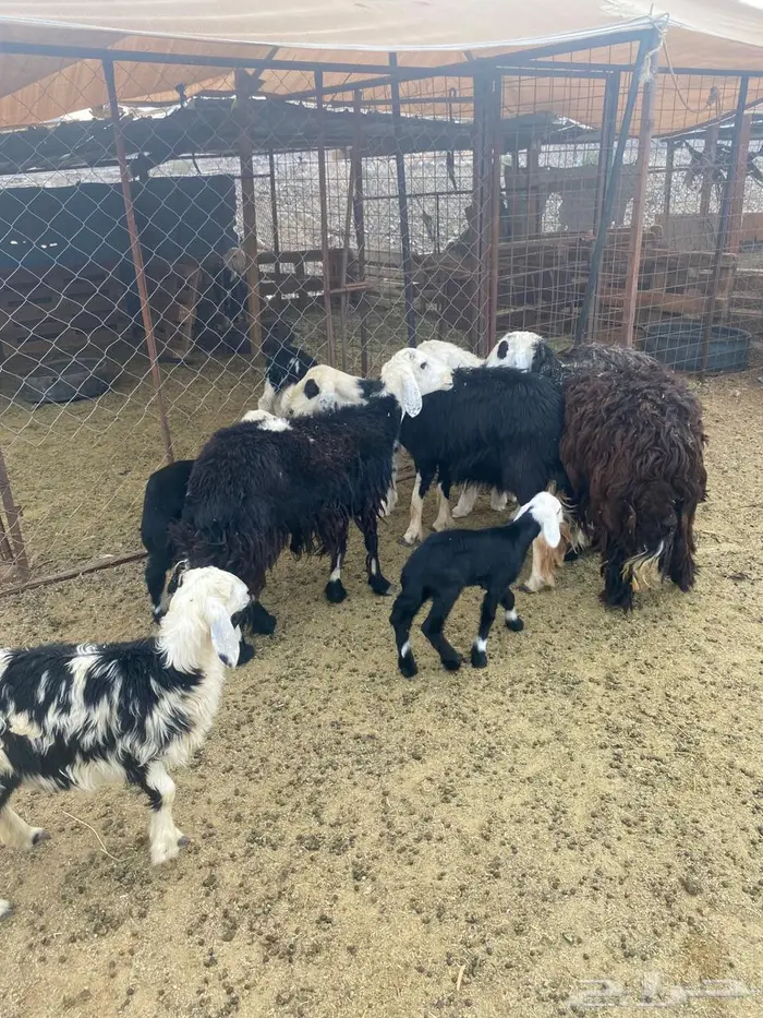 ضان نجد ولد صغار سن روم وديوس سلم وصحه شرط 4