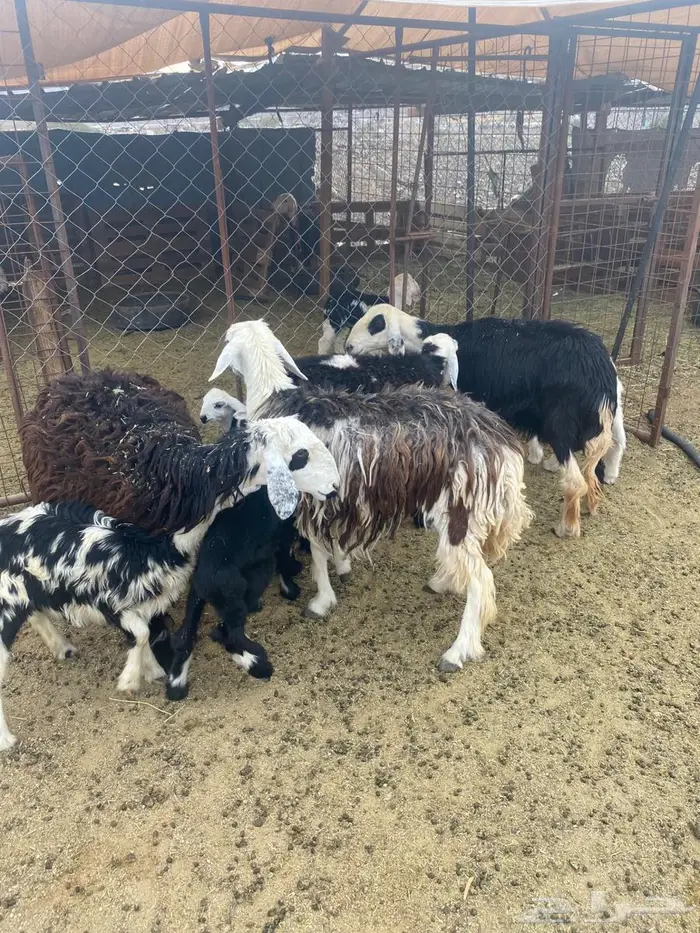 ضان نجد ولد صغار سن روم وديوس سلم وصحه شرط 5