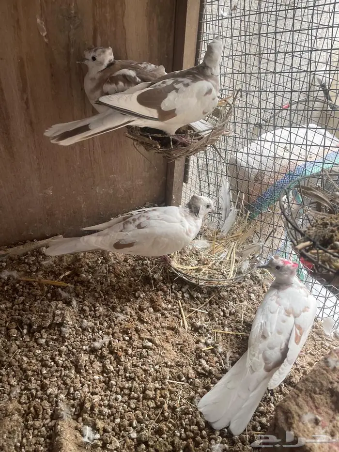 للبيع حمام اليمام هولندي 4