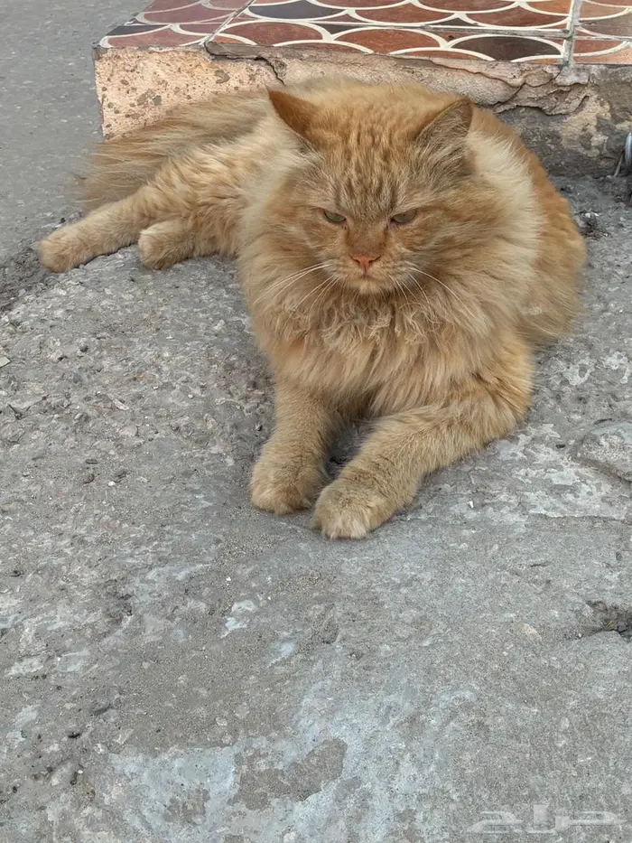 قطو للانقاذ في حي الحمرا 0