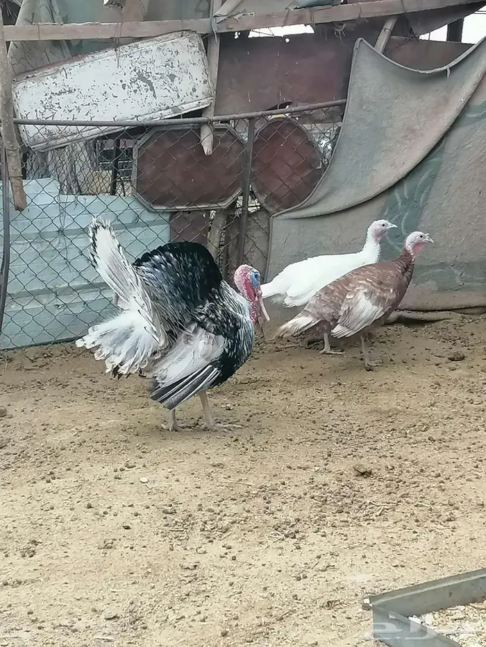 دجاج رومي للبيع 0