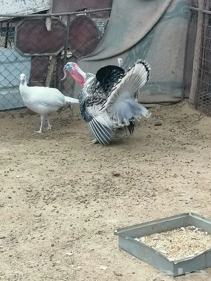 دجاج رومي للبيع 1