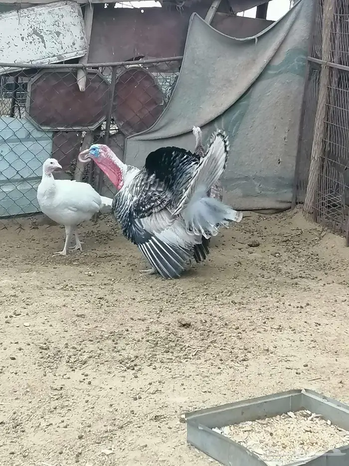 دجاج رومي للبيع 4