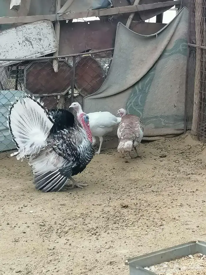 دجاج رومي للبيع 5