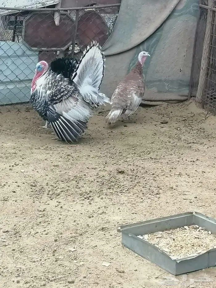 دجاج رومي للبيع 3