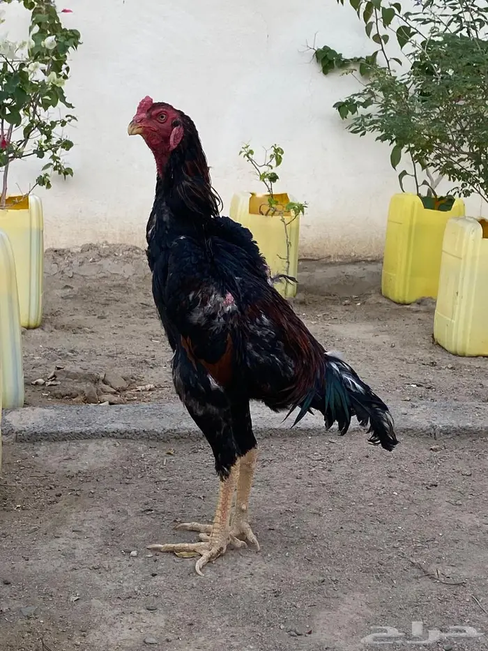 ديك شامو يباني 0