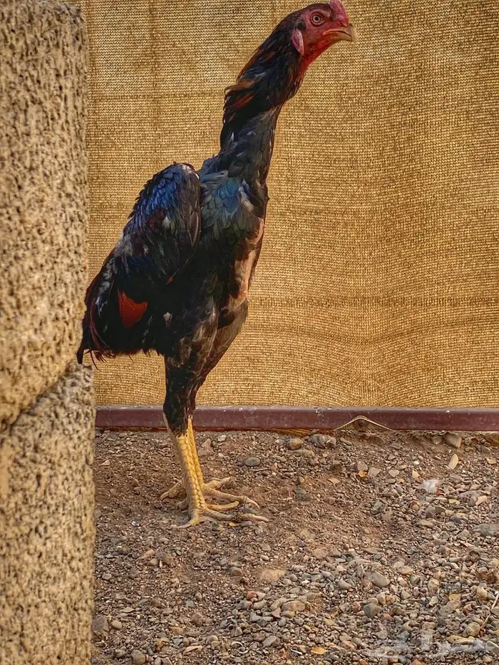 ديك شامو يباني 2