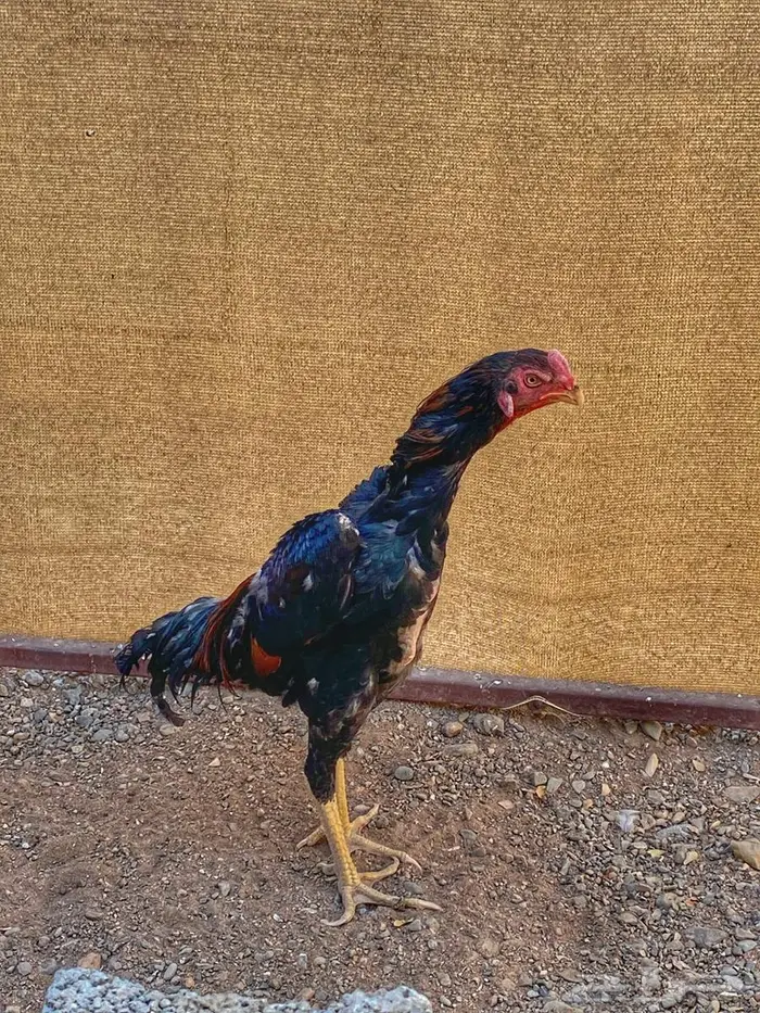 ديك شامو يباني 1