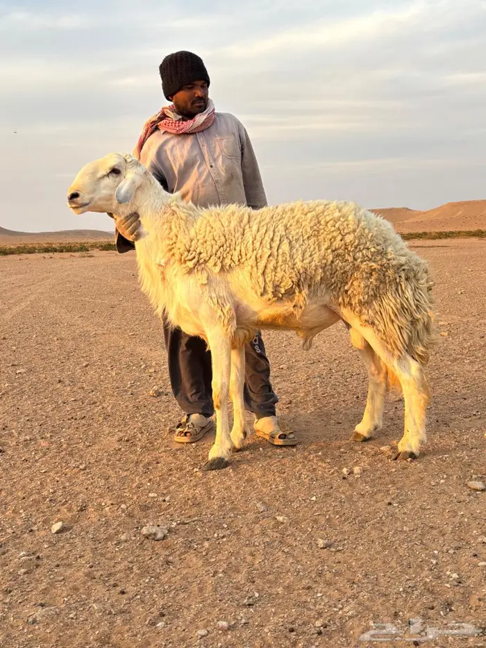 فحل حري معرف ولد استراحة محارب 0