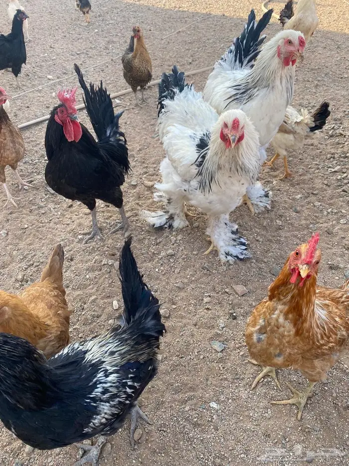 دجاج للبيع بلدي وتركي 19