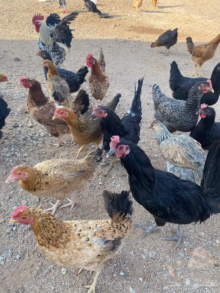 دجاج للبيع بلدي وتركي 22