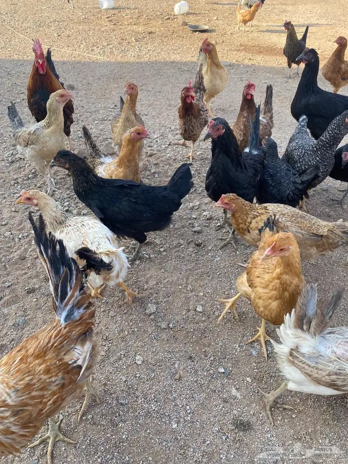 دجاج للبيع بلدي وتركي 23