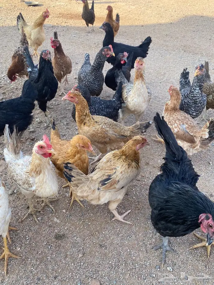 دجاج للبيع بلدي وتركي 24