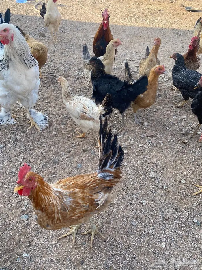 دجاج للبيع بلدي وتركي 28