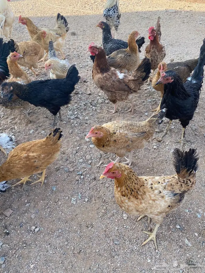 دجاج للبيع بلدي وتركي 27