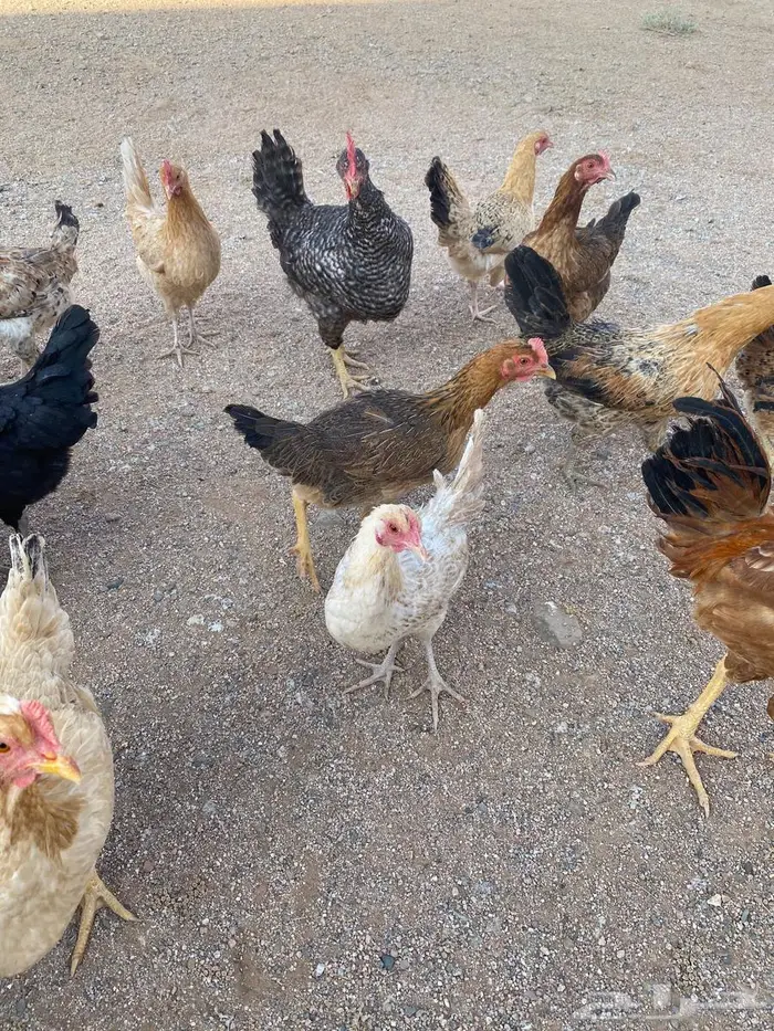 دجاج للبيع بلدي وتركي 31