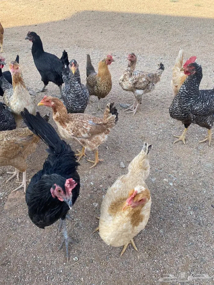 دجاج للبيع بلدي وتركي 29
