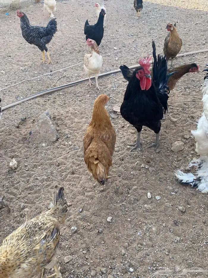 دجاج للبيع بلدي وتركي 30