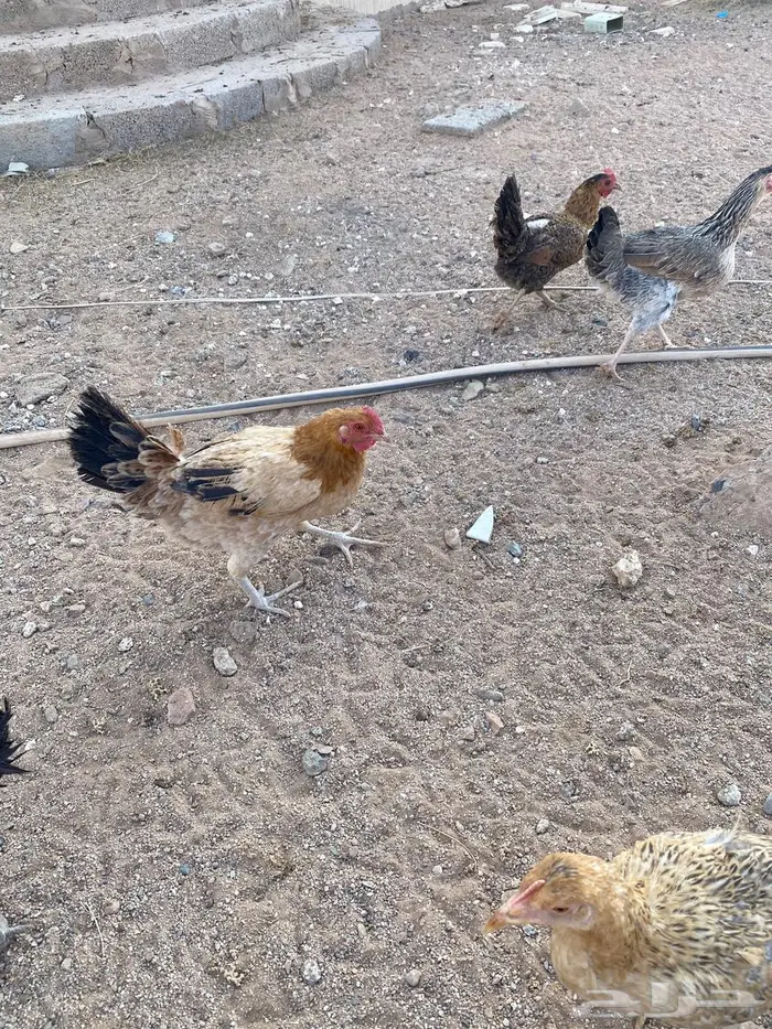 دجاج للبيع بلدي وتركي 32