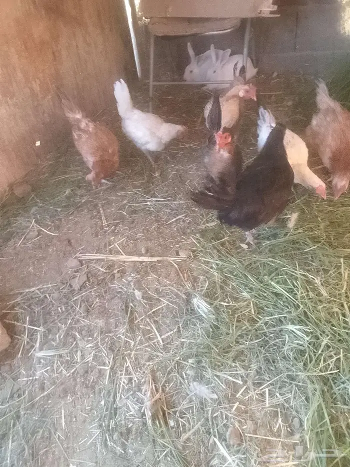 دجاج للبيع 0