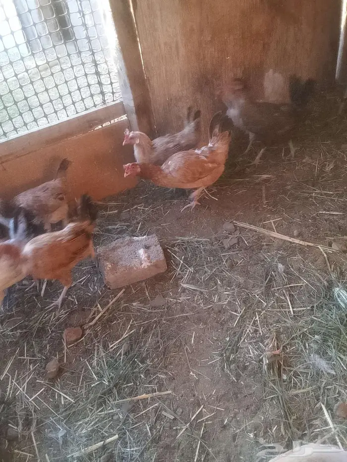 دجاج للبيع 1