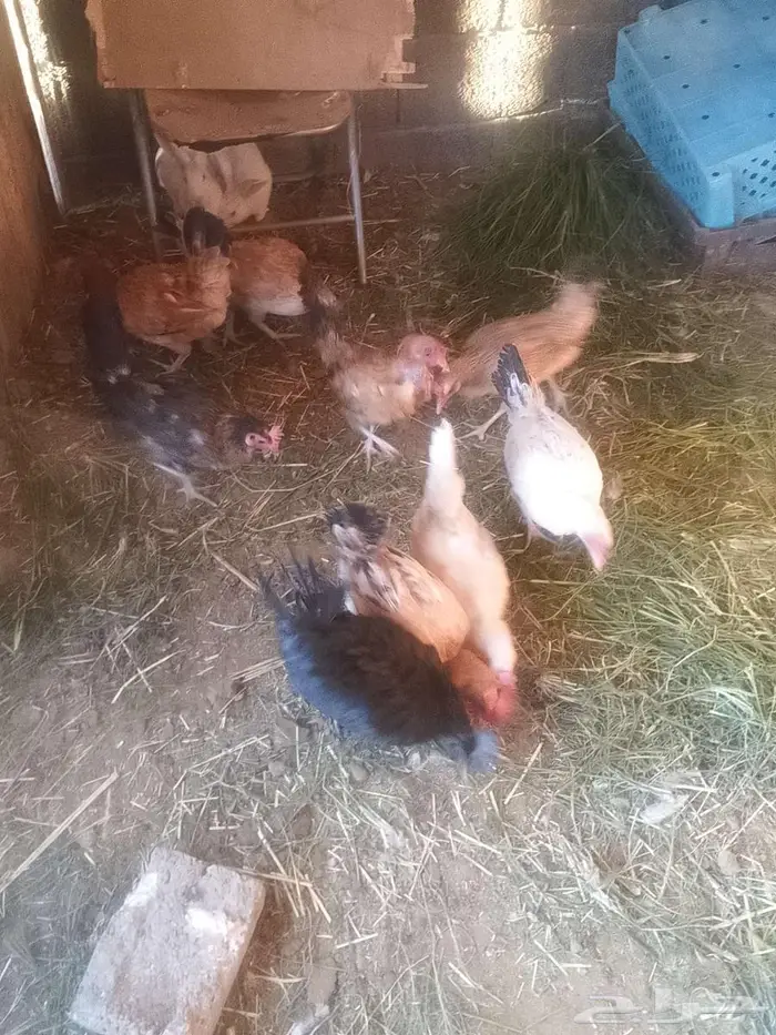 دجاج للبيع 4