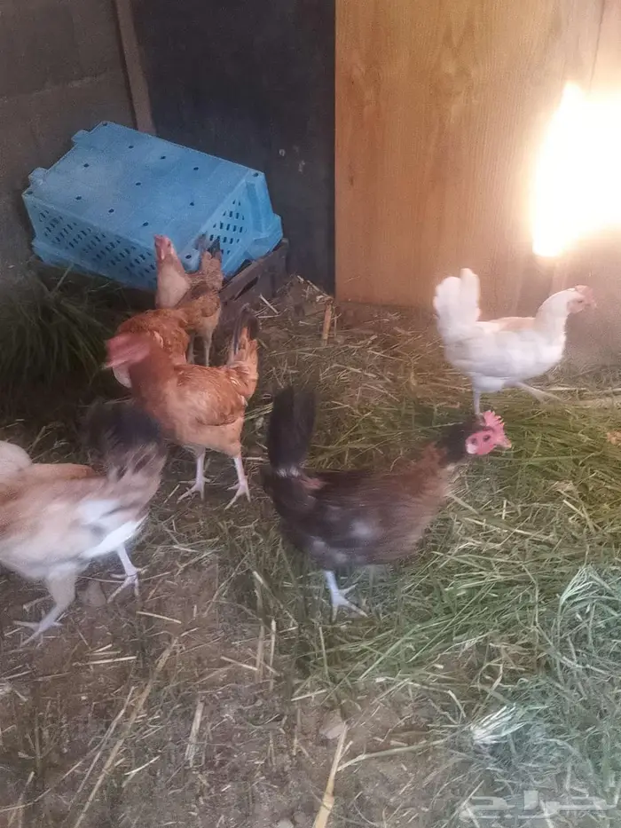 دجاج للبيع 2