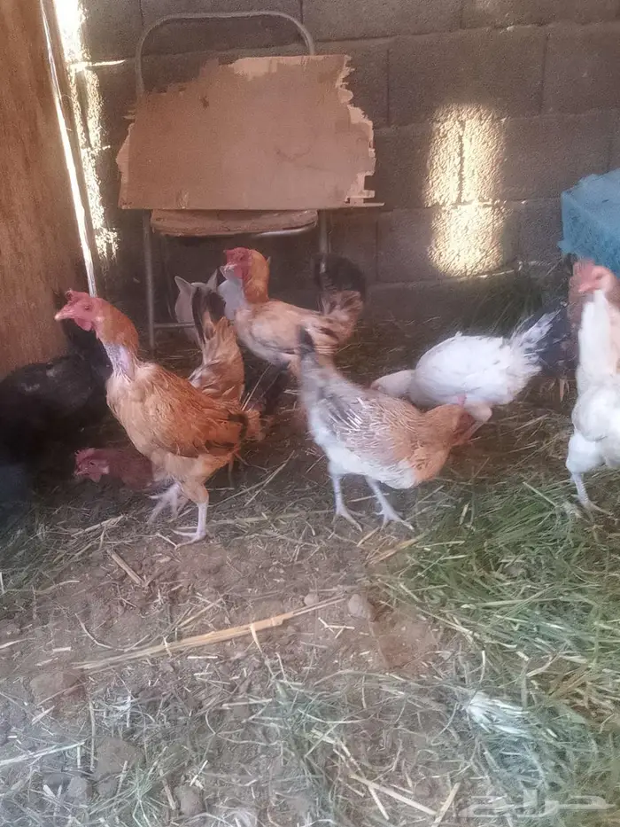 دجاج للبيع 3