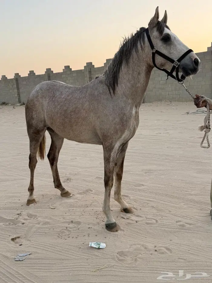 مهر واهو جزيري 0