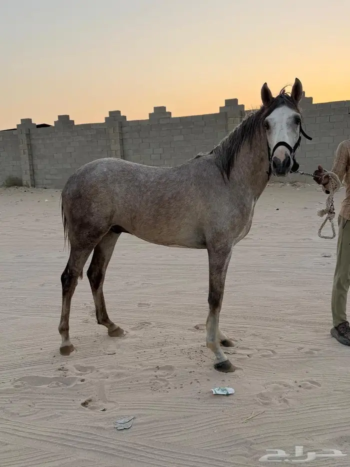 مهر واهو جزيري 1