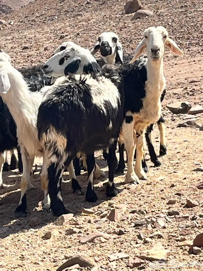 انعاج نجد وحر العداد حول 16 0